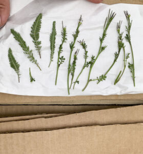 Preserving Springtime